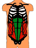 External Oblique Abdominal Muscle