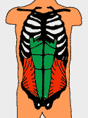 Internal Oblique Abdominal Muscle