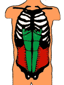 Transverse Abdominal Muscle 